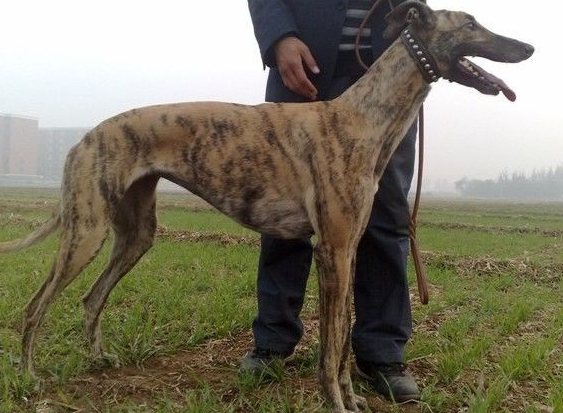 布瑞特李格力犬血统查询