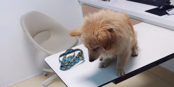 俩流浪狗到公司门口蹭冷气,被投喂后脸皮越来越厚 俩流浪狗到公司门口蹭冷气,被投喂后脸皮越来越厚