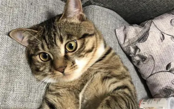 狸花猫掉毛严重是怎么回事啊 狸花猫掉毛严重是怎么回事啊