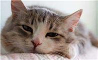 猫咪为什么要忍痛不叫呢