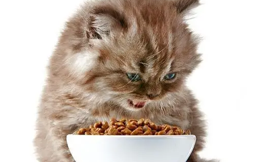 康乖乖宠物食品安全吗?可以放心吃吗? 康乖乖宠物食品安全吗?可以放心吃吗?