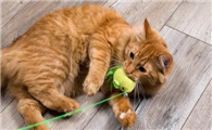 猫咪为什么喜欢毛绒娃娃呢