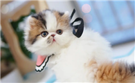 猫咪大便后为什么要用爪子呢
