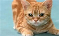 猫咪为什么会跑到身边去