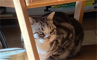 为什么猫咪不喜欢看着我啊