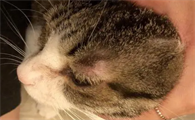 猫咪为什么会得了螨虫呢