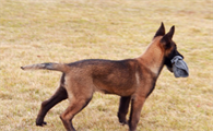 马犬对陌生人怎么样的态度