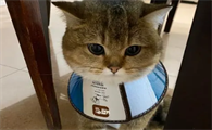 猫戴的那个套圈是干嘛的