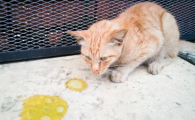 猫不吃不喝还吐是怎么回事
