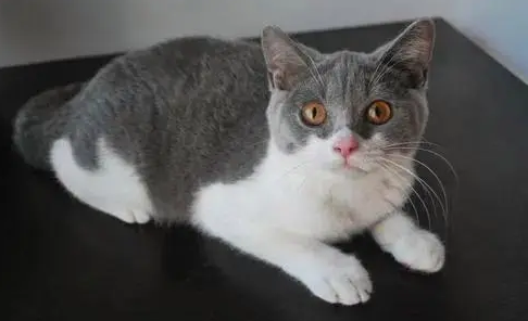 汤姆猫原型是蓝猫吗