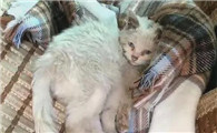 猫误食钢丝球并吐出来了会有啥问题吗