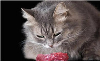 猫可以喂什么生肉