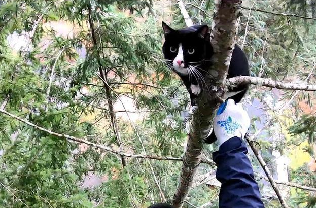 男子爬树救橘猫,结果回头一看还挂着一只猫 男子爬树救橘猫,结果回头一看还挂着一只猫