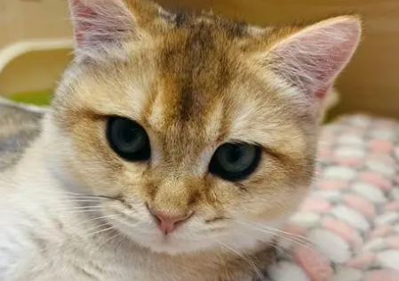 金故猫舍里的猫咪怎么样? 金故猫舍里的猫咪怎么样?