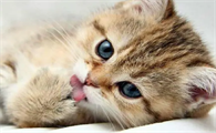 猫咪拉软便是怎么回事
