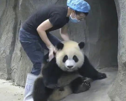美女“暴力”拉拽大熊猫竟无人敢管，园长：谁管跟谁急！