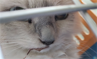 小猫得了猫瘟有什么症状