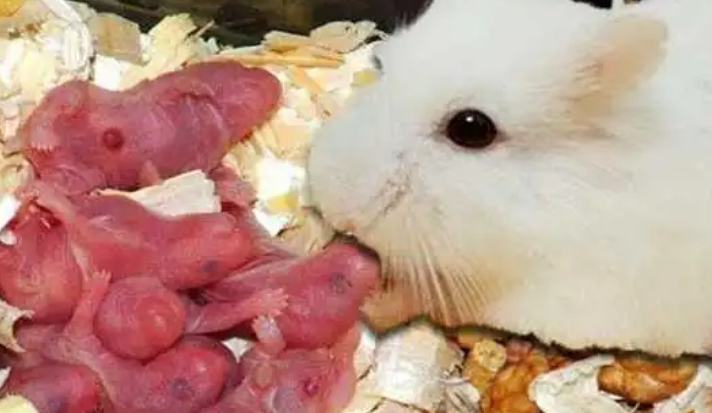 仓鼠生宝宝一般生几只呢 仓鼠生宝宝一般生几只呢