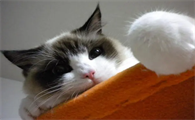 为什么主人去卫生间猫要守着
