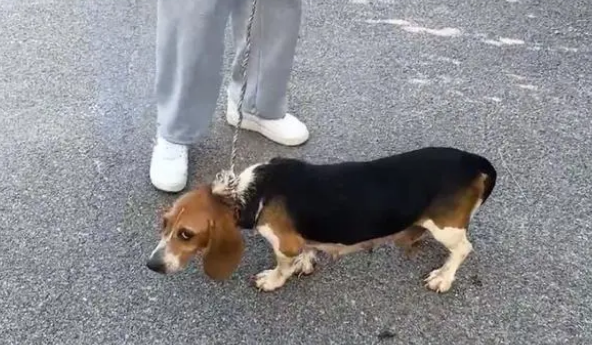 比格犬也难免沦为烂脖子交易品，狗主：想养狗就买，不养就卖