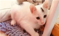 猫咪为什么特别乖巧呢怎么回事