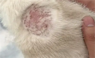 为什么没有不掉毛的猫咪啊