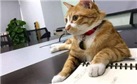 猫为什么找不到朋友啊