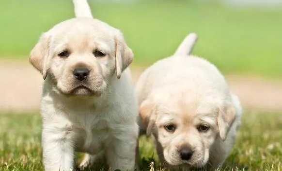 拉布拉多幼犬怎么喂养呢 拉布拉多幼犬怎么喂养呢
