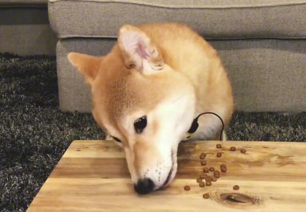 如何挑选柴犬狗粮呢