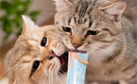 猫咪多大可以吃猫条呢