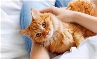 猫咪为什么没有鱼刺呢
