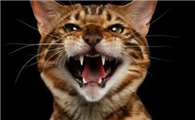 猫咪发情的表现是什么呢