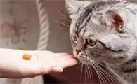 猫咪为什么吃鱼油长毛快呢