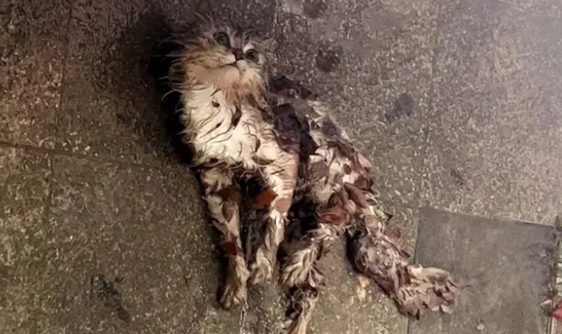 雨中一动不动的金吉拉猫，浑身发抖满眼无助