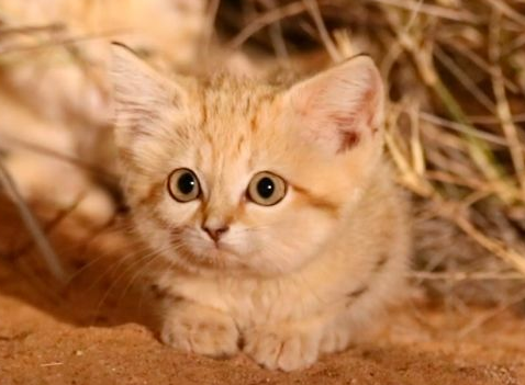 沙漠猫是不是很粘人