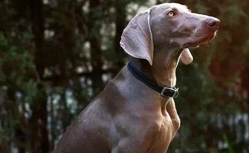 霍夫瓦尔特犬怎么养最好？来了解下吧