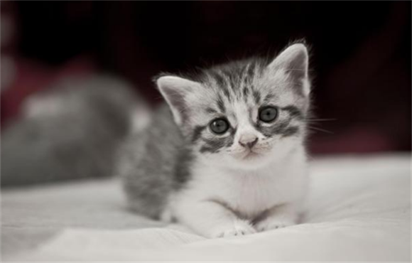 为什么星期猫在店不会死? 为什么星期猫在店不会死?