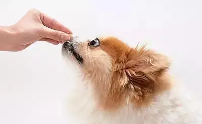 安牧渔兽药正规吗 安牧渔兽药正规吗