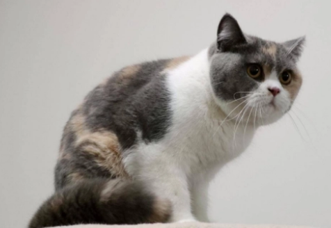 三花猫长毛稀有吗为什么 三花猫长毛稀有吗为什么