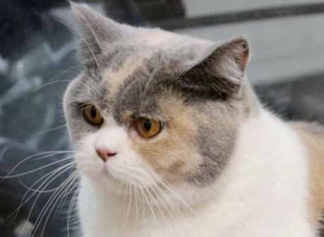 三花猫和玳瑁猫区别