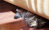 猫干呕一抽一抽地吐白沫是怎么回事啊