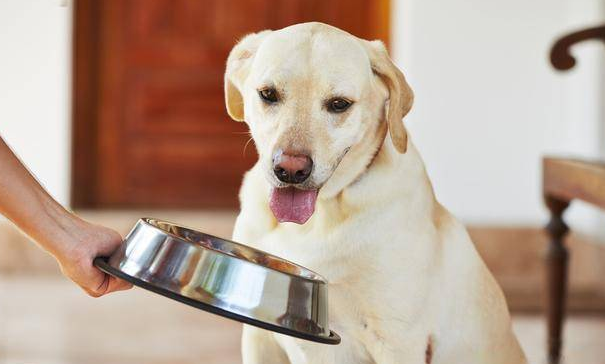 金毛犬自制狗粮怎么做