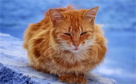 猫感冒吃什么感冒药好使