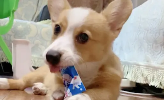 宠物酸奶怎么喂? 宠物酸奶怎么喂?