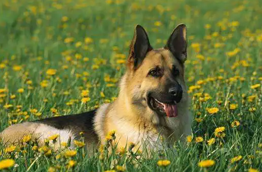 德国牧羊犬为什么要禁养啊