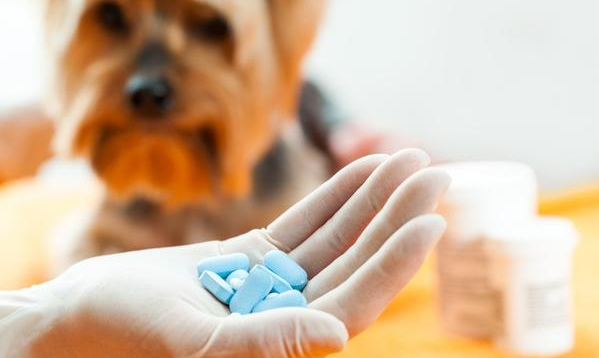 硕腾宠物保健品怎么样? 硕腾宠物保健品怎么样?