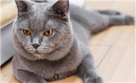 猫咪为什么身上有香味儿啊