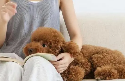 养泰迪犬对人的危害有哪些