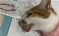 猫咪绝育后为什么狂躁啊