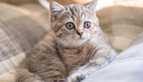 折尾猫为什么不能养